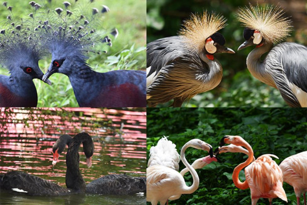深圳遊樂場｜20+深圳室內遊樂場/滑雪場/主題樂園/動物園 亞洲最大海盜船/運動設施/VR遊戲 