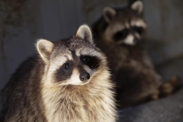 深圳遊樂場｜20+深圳室內遊樂場/滑雪場/主題樂園/動物園 亞洲最大海盜船/運動設施/VR遊戲 
