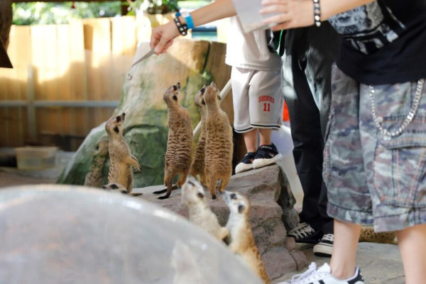 深圳遊樂場｜20+深圳室內遊樂場/滑雪場/主題樂園/動物園 亞洲最大海盜船/運動設施/VR遊戲 