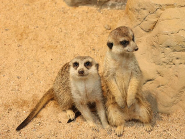 深圳遊樂場｜20+深圳室內遊樂場/滑雪場/主題樂園/動物園 亞洲最大海盜船/運動設施/VR遊戲 
