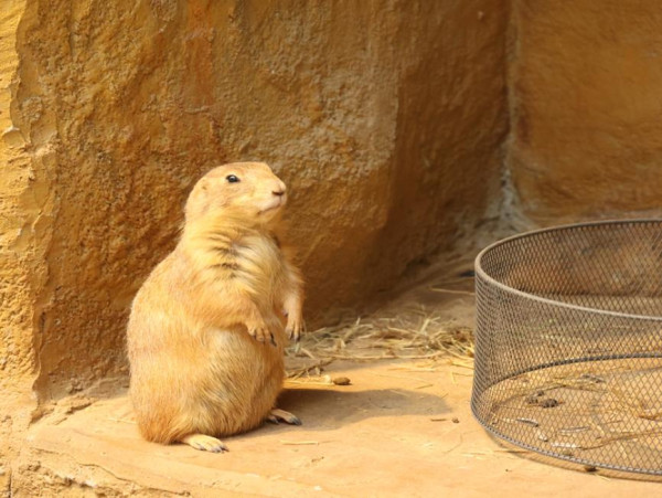 深圳遊樂場｜20+深圳室內遊樂場/滑雪場/主題樂園/動物園 亞洲最大海盜船/運動設施/VR遊戲 