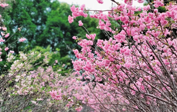 觀瀾湖櫻花節（圖片來源：深圳觀瀾湖MHMALL微信公眾號）