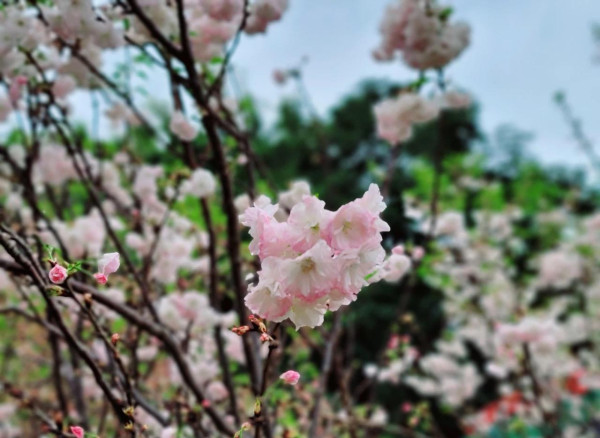 觀瀾湖櫻花節（圖片來源：深圳觀瀾湖MHMALL微信公眾號）