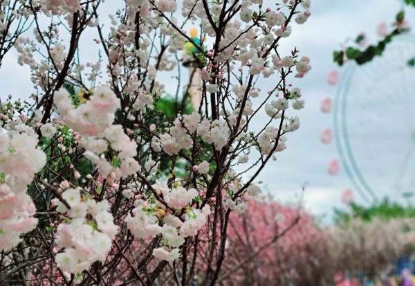 觀瀾湖櫻花節（圖片來源：深圳觀瀾湖MHMALL微信公眾號）