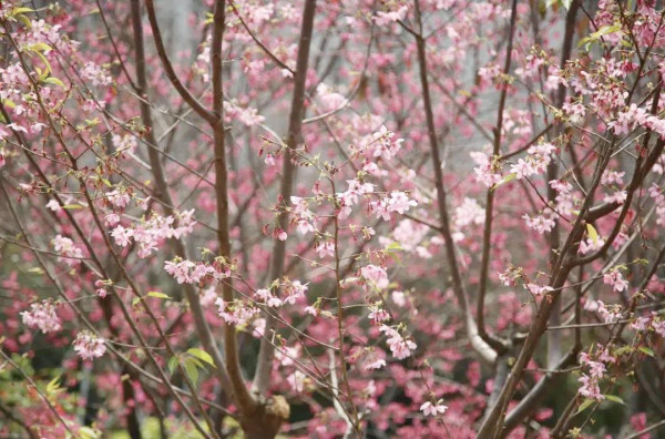 華英路景觀公園（圖片來源：創新南山微信公眾號）