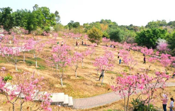 聚龍山公園櫻花谷（圖片來源：坪山發布微信公眾號）
