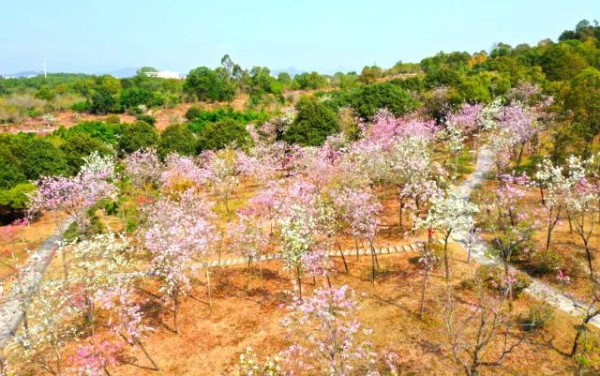 聚龍山公園櫻花谷（圖片來源：坪山發布微信公眾號）