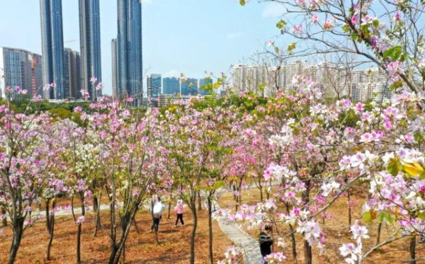聚龍山公園櫻花谷（圖片來源：坪山發布微信公眾號）