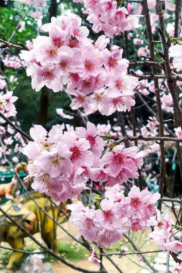 求水山尋龍谷櫻花節（圖片來源：求水山恐龍谷微信公眾號）