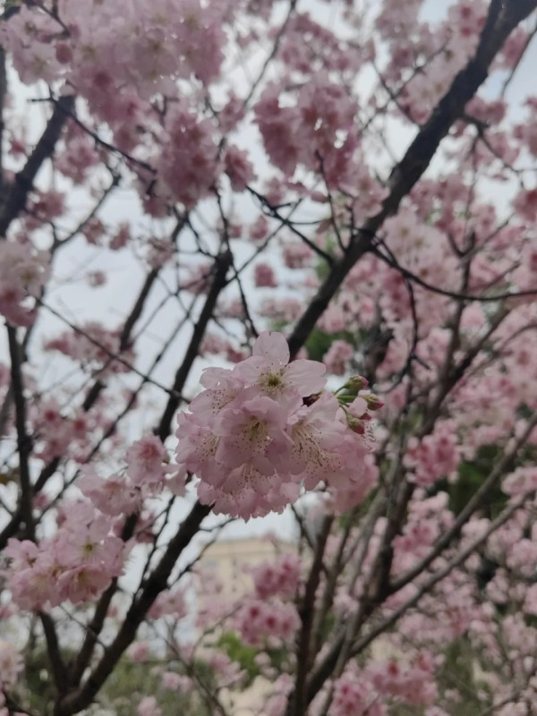 求水山尋龍谷櫻花節（圖片來源：小紅書＠貝拉9017）