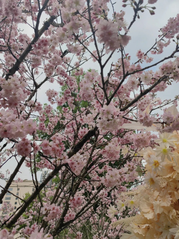 求水山尋龍谷櫻花節（圖片來源：小紅書＠貝拉9017）