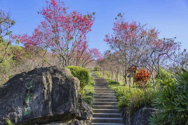 仙湖植物園（圖片來源：深圳市仙湖植物園微信公眾號）