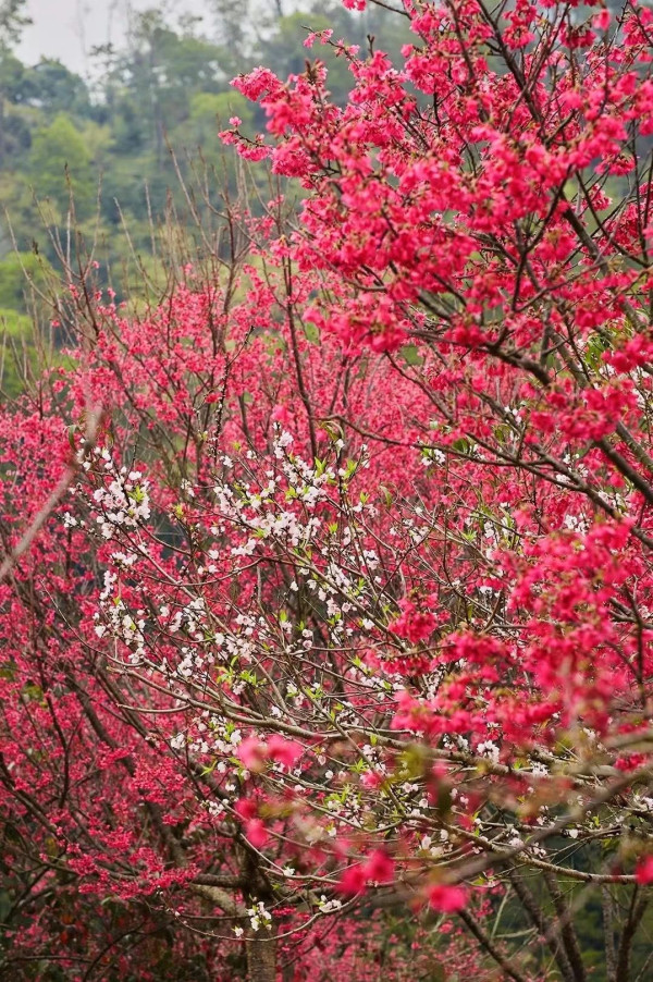 仙湖植物園（圖片來源：深圳市仙湖植物園微信公眾號）