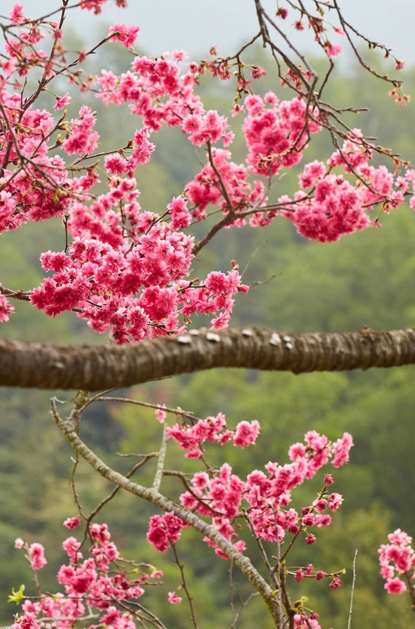 仙湖植物園（圖片來源：深圳市仙湖植物園微信公眾號）