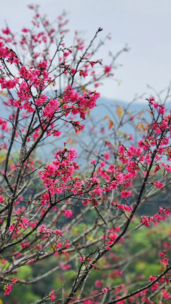 仙湖植物園（圖片來源：深圳市仙湖植物園微信公眾號）