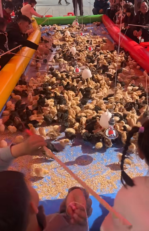 前TVB主播狠批深圳新興釣雞遊戲 20元任釣10分鐘仲可帶回家引網民熱議 