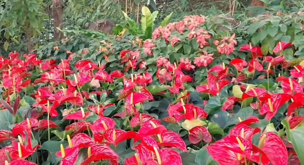 紫掌盛放2大賞花地點！ 粉紫色心形苞片+肉質花軸