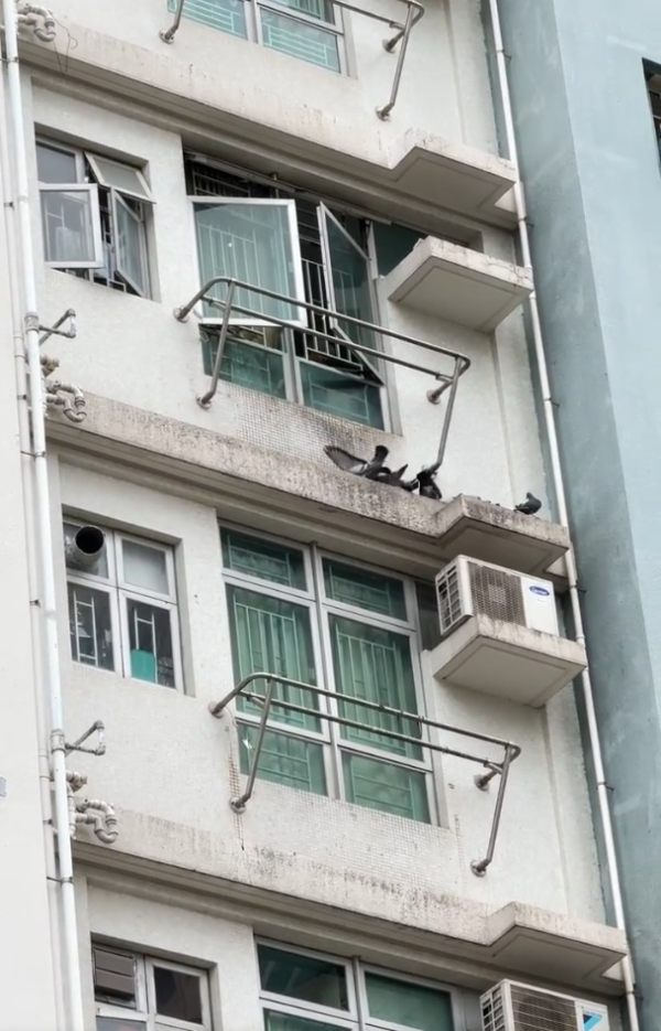 牛頭角上邨公屋住戶開窗餵鴿 街坊批住佢樓下真係慘