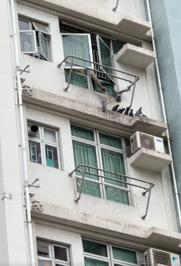 牛頭角上邨公屋住戶開窗餵鴿 街坊批住佢樓下真係慘