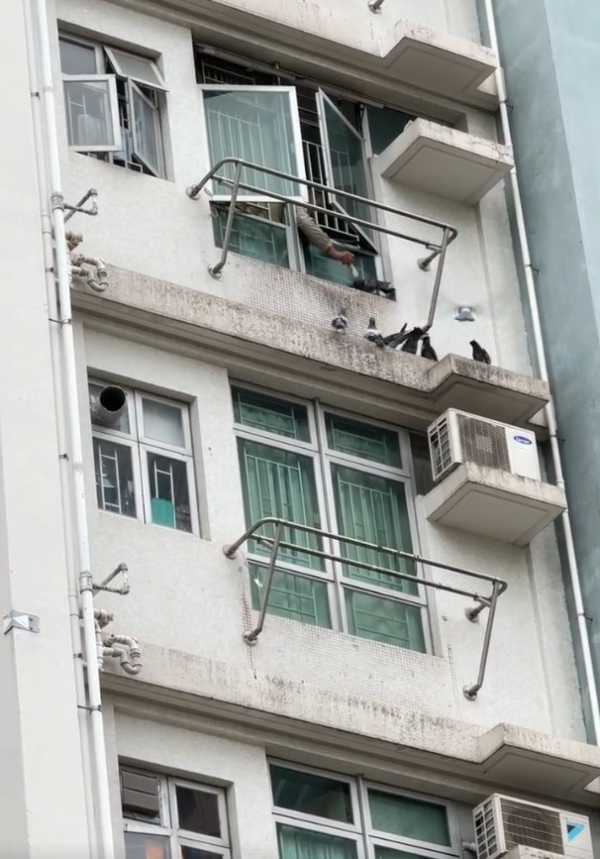 牛頭角上邨公屋住戶開窗餵鴿 街坊批住佢樓下真係慘