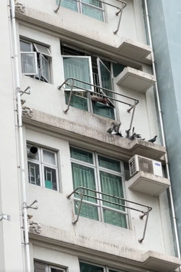 牛頭角上邨公屋住戶開窗餵鴿 街坊批住佢樓下真係慘