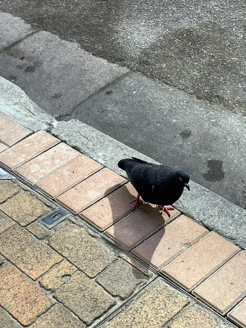 王大陸涉偽造文書「逃兵役」 被台灣警方拘捕 正在偵訊中 