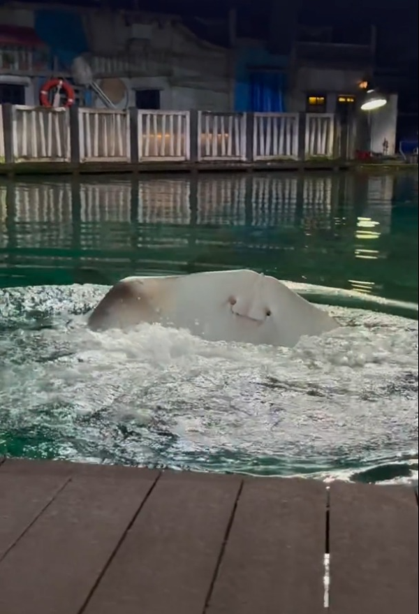 海洋公園魔鬼魚爆紅形容似「Jellycat臉」內地客激讚可愛