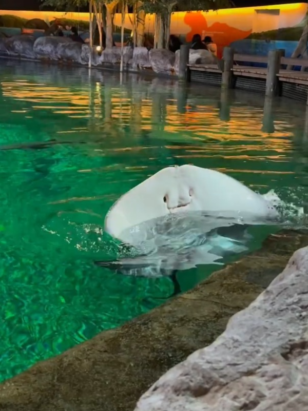 海洋公園魔鬼魚爆紅形容似「Jellycat臉」內地客激讚可愛