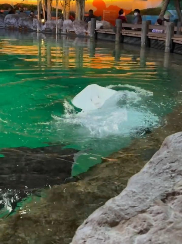 海洋公園魔鬼魚爆紅形容似「Jellycat臉」內地客激讚可愛