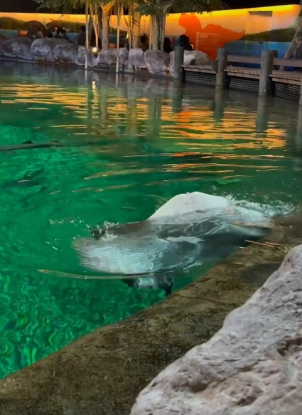 海洋公園魔鬼魚爆紅形容似「Jellycat臉」內地客激讚可愛