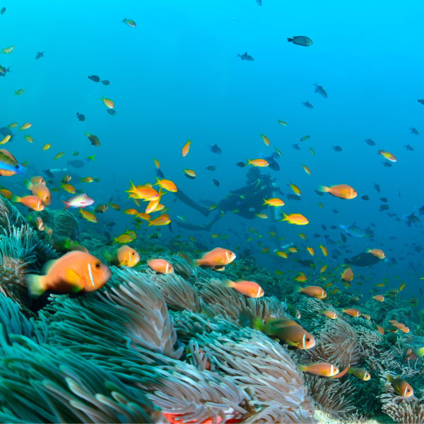 去旅行變2025一大難題?面對地震預言/流感/KK園 網民熱議短途旅行地點