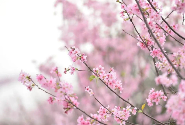 海珠國家濕地公園（圖片來源：海珠濕地微信公眾號）