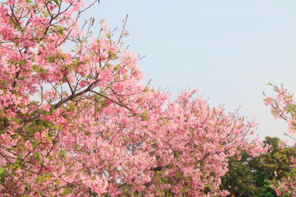 海珠國家濕地公園（圖片來源：海珠濕地微信公眾號）