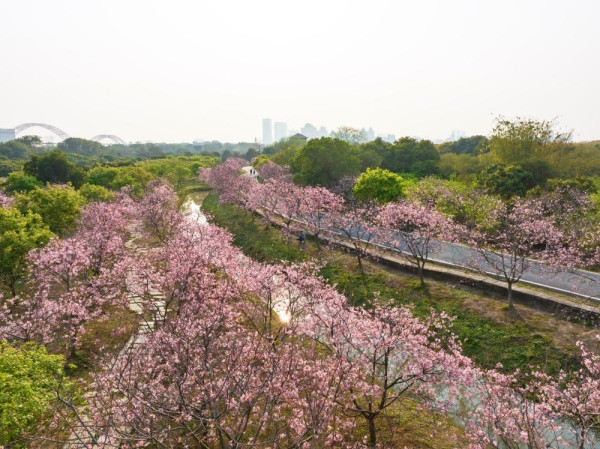 海珠國家濕地公園（圖片來源：海珠濕地微信公眾號）