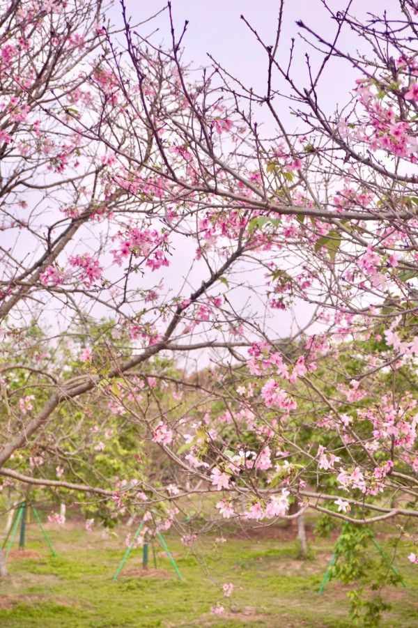 海珠國家濕地公園（圖片來源：小紅書@點點）