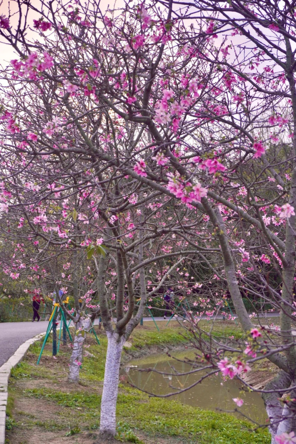 海珠國家濕地公園（圖片來源：小紅書@點點）