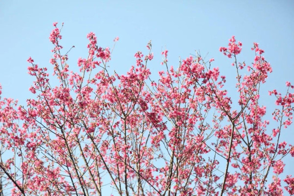 創業公園（圖片來源：文旅黃埔微信公眾號）