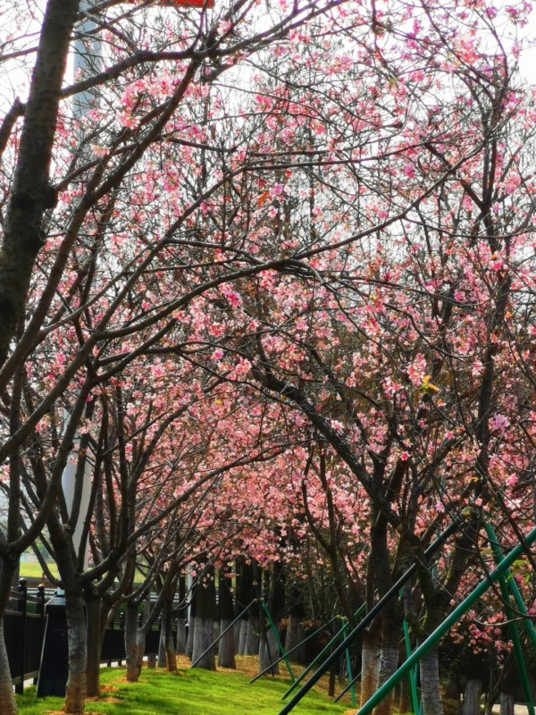 創業公園（圖片來源：小紅書@梁辰思宇）