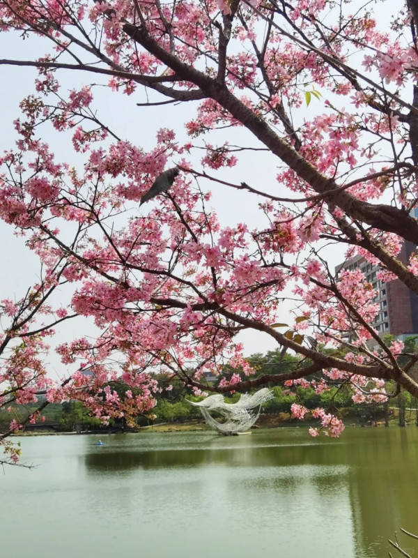 創業公園（圖片來源：小紅書@梁辰思宇）