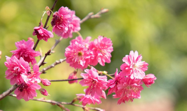華南農業大學（圖片來源：華南農業大學校友會微信公眾號）
