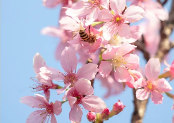 華南農業大學（圖片來源：華南農業大學校友會微信公眾號）