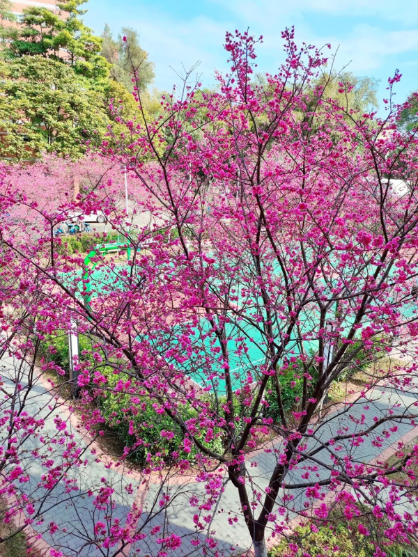 華南農業大學（圖片來源：小紅書@蝦米拍拍）