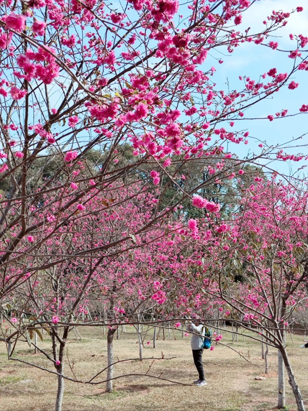 華南農業大學（圖片來源：小紅書@蝦米拍拍）