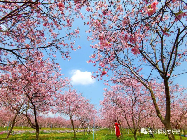 從化天適櫻花悠樂園（圖片來源：天適櫻花悠樂園微信公眾號）