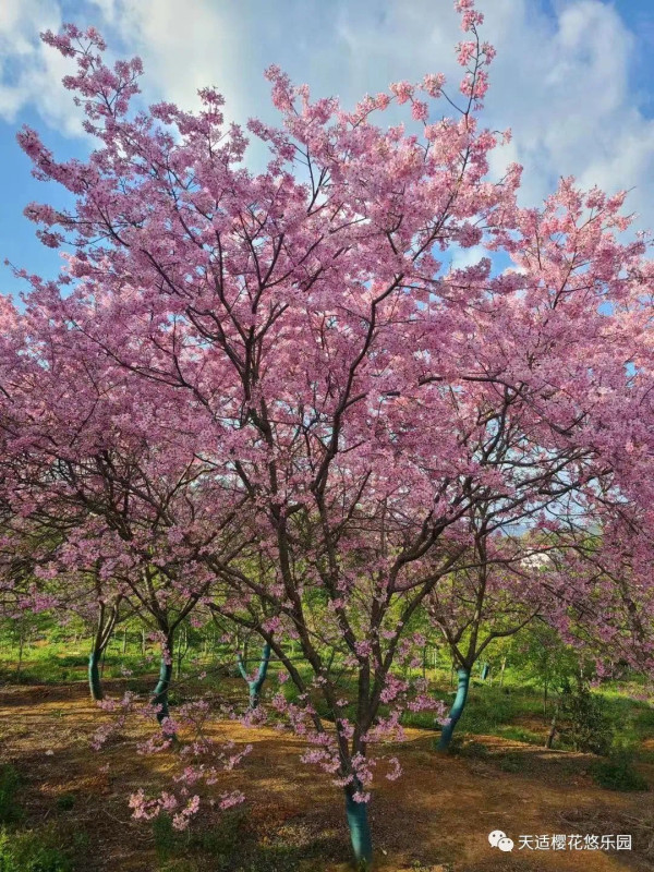 從化天適櫻花悠樂園（圖片來源：天適櫻花悠樂園微信公眾號）