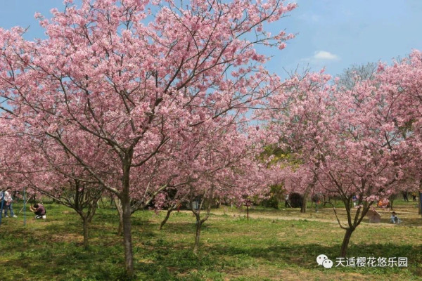 從化天適櫻花悠樂園（圖片來源：天適櫻花悠樂園微信公眾號）