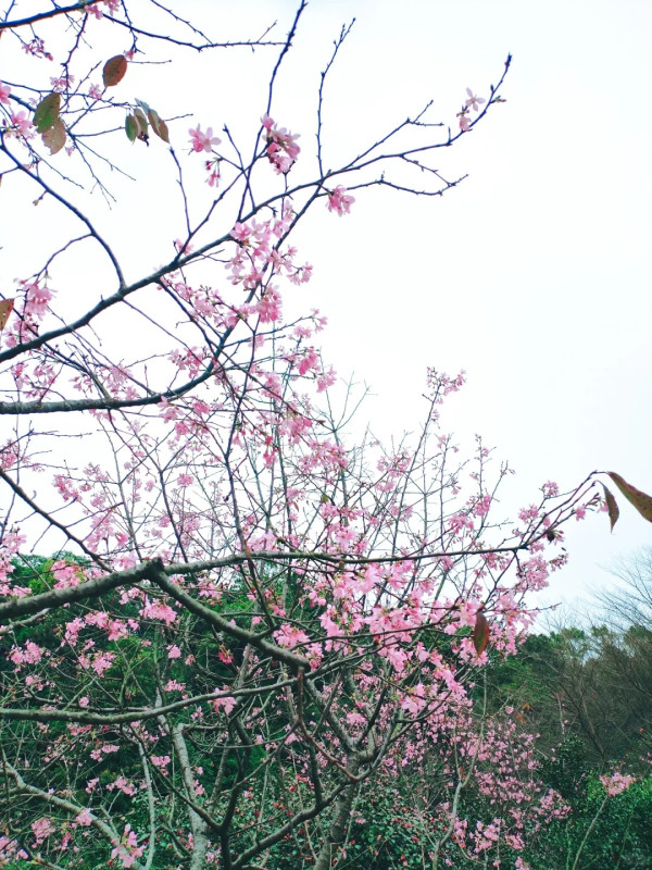 帽峰山櫻花谷（圖片來源：小紅書@廣州帽峰山）