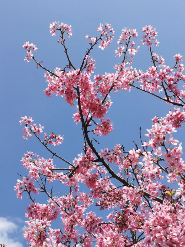 帽峰山櫻花谷（圖片來源：小紅書@廣州帽峰山）