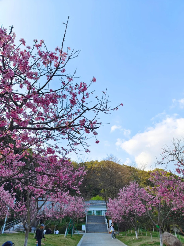 帽峰山櫻花谷（圖片來源：小紅書@廣州帽峰山）