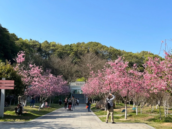 帽峰山櫻花谷（圖片來源：小紅書@廣州帽峰山）